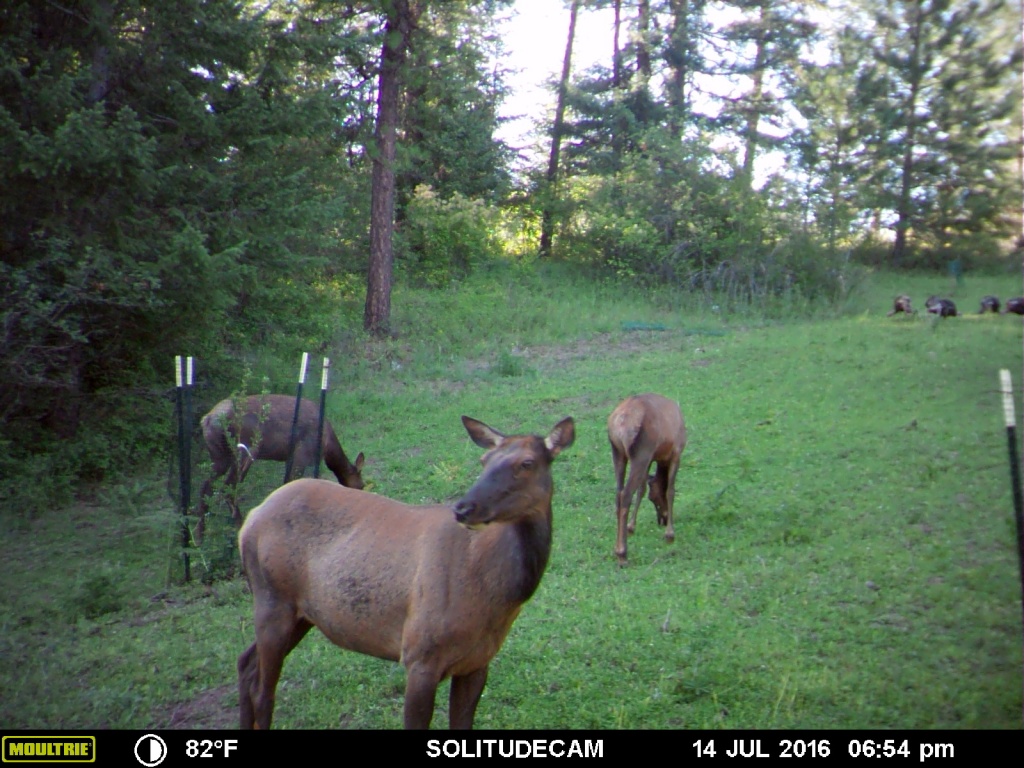 Idaho wildlife food plot for elk, deer and turkeys.
