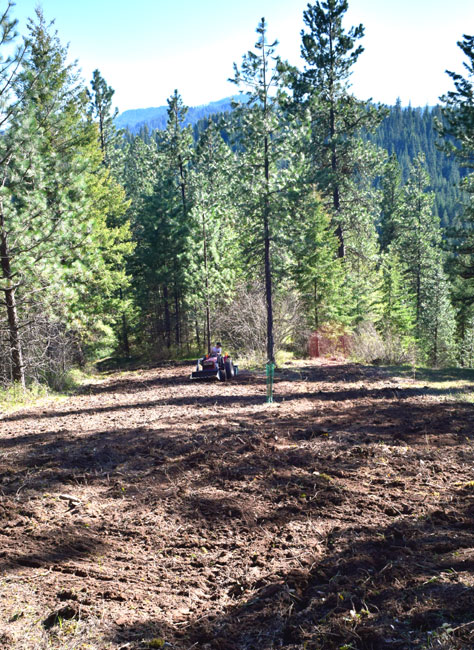 elk food plot in the rocky mountains