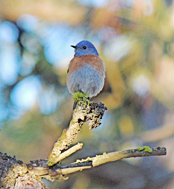 bluebird