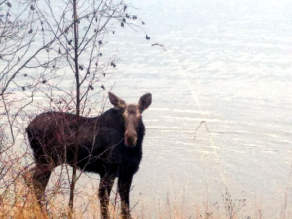 “Good Morning” from a Moose